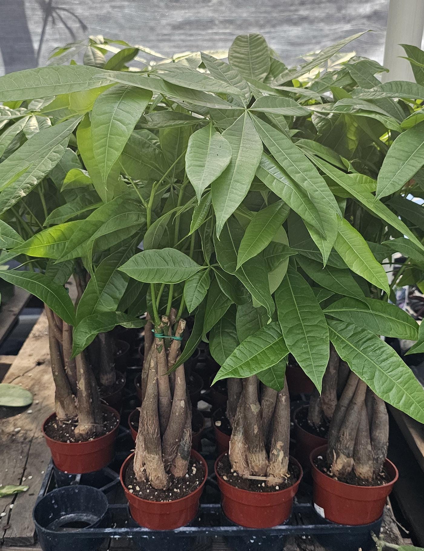 Money Tree | Pachira aquatica | 4" Pot