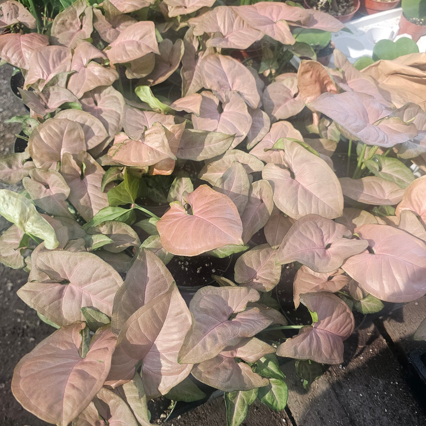 Syngonium Regina Red | Arrowhead Vine | Colorful Syngonium | 4in pot