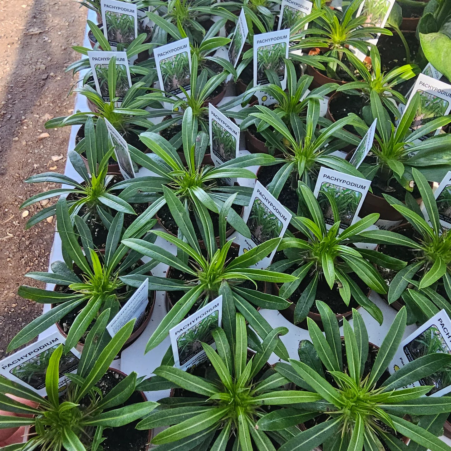 Madagascar Palm | Pachypodium lamerei