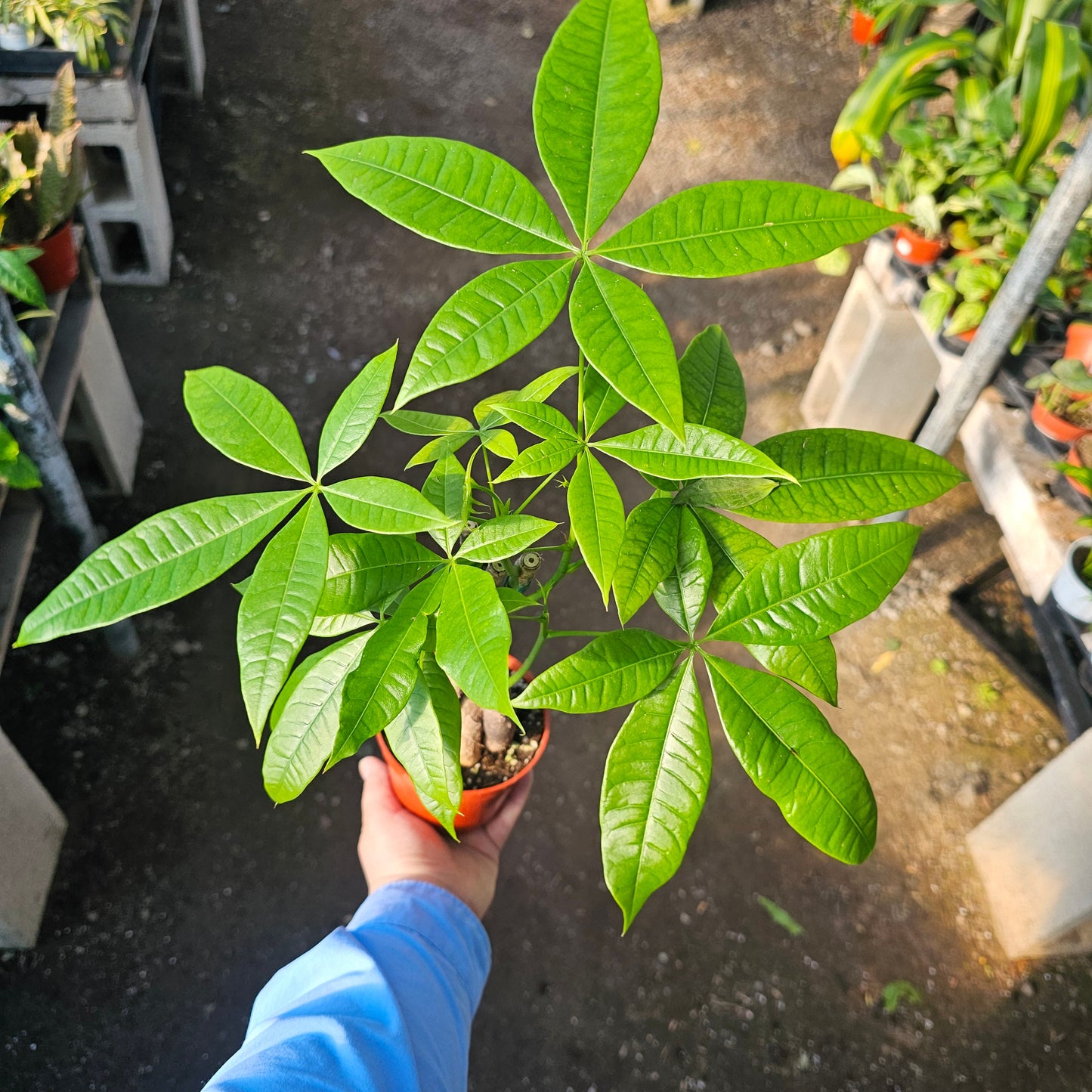 Money Tree | Pachira aquatica | 4" Pot