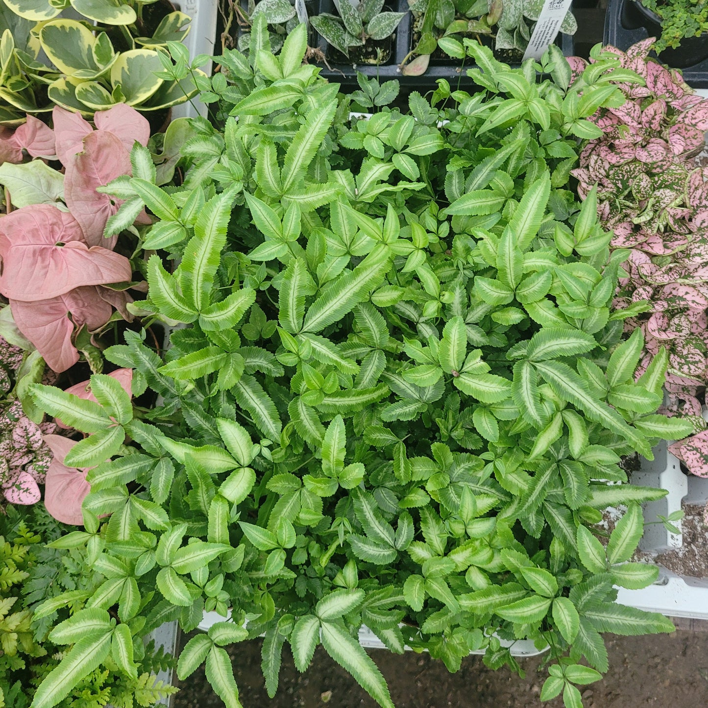 Ribbon Fern | Pteris cretica albolineata