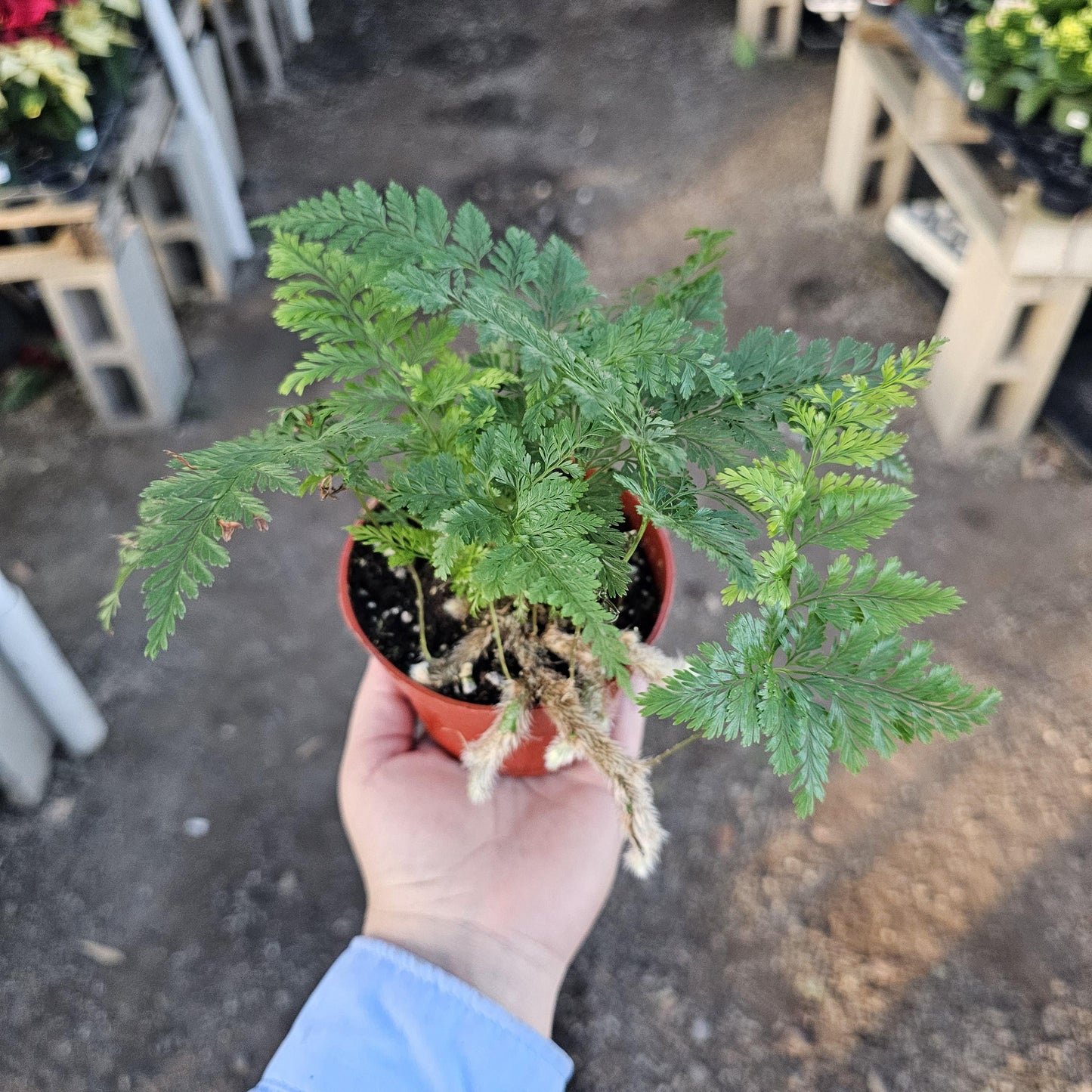 Rabbit's Foot Fern | Davallia fejeensis | 4in pot