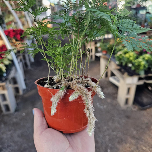 Rabbit's Foot Fern | Davallia fejeensis | 4in pot