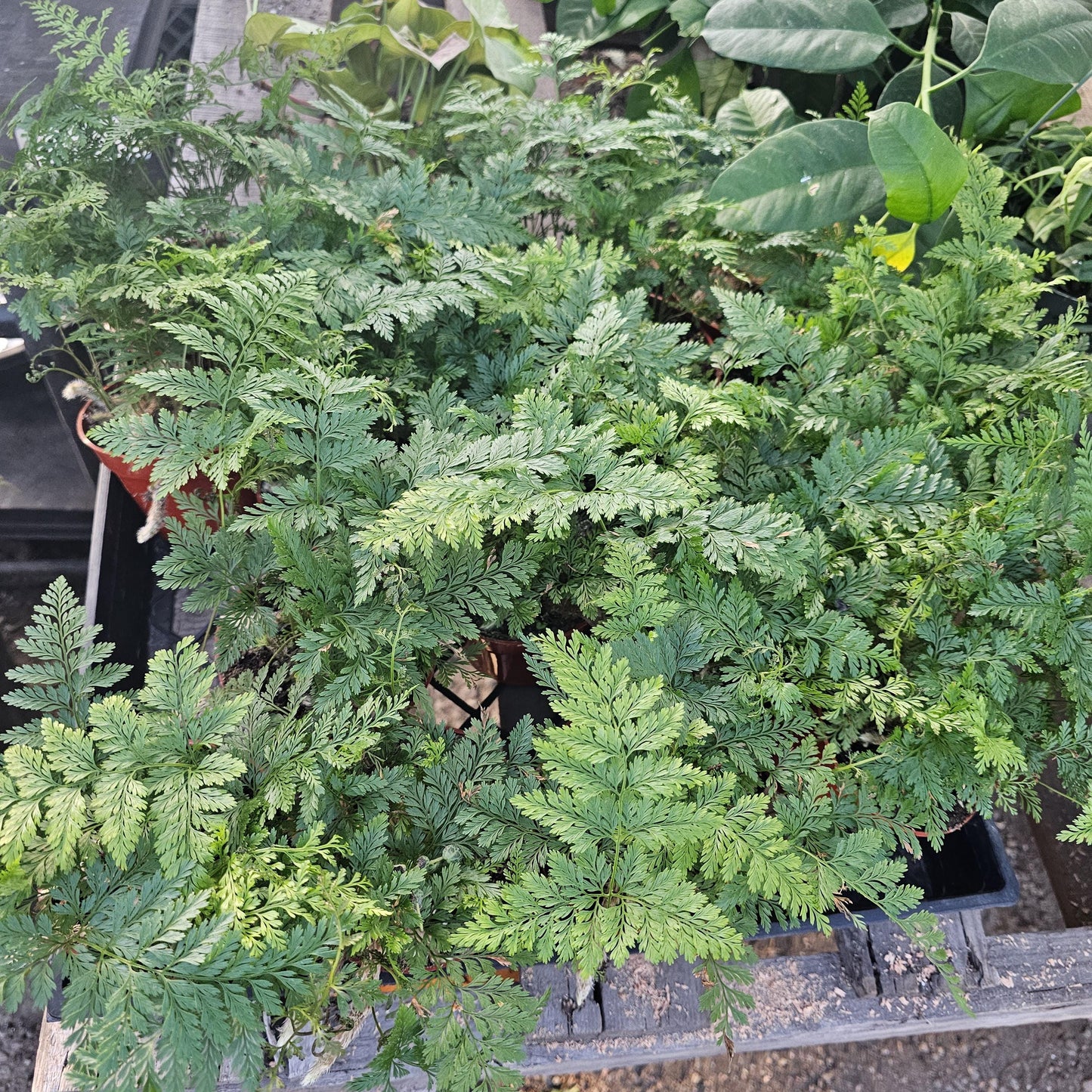 Rabbit's Foot Fern | Davallia fejeensis | 4in pot