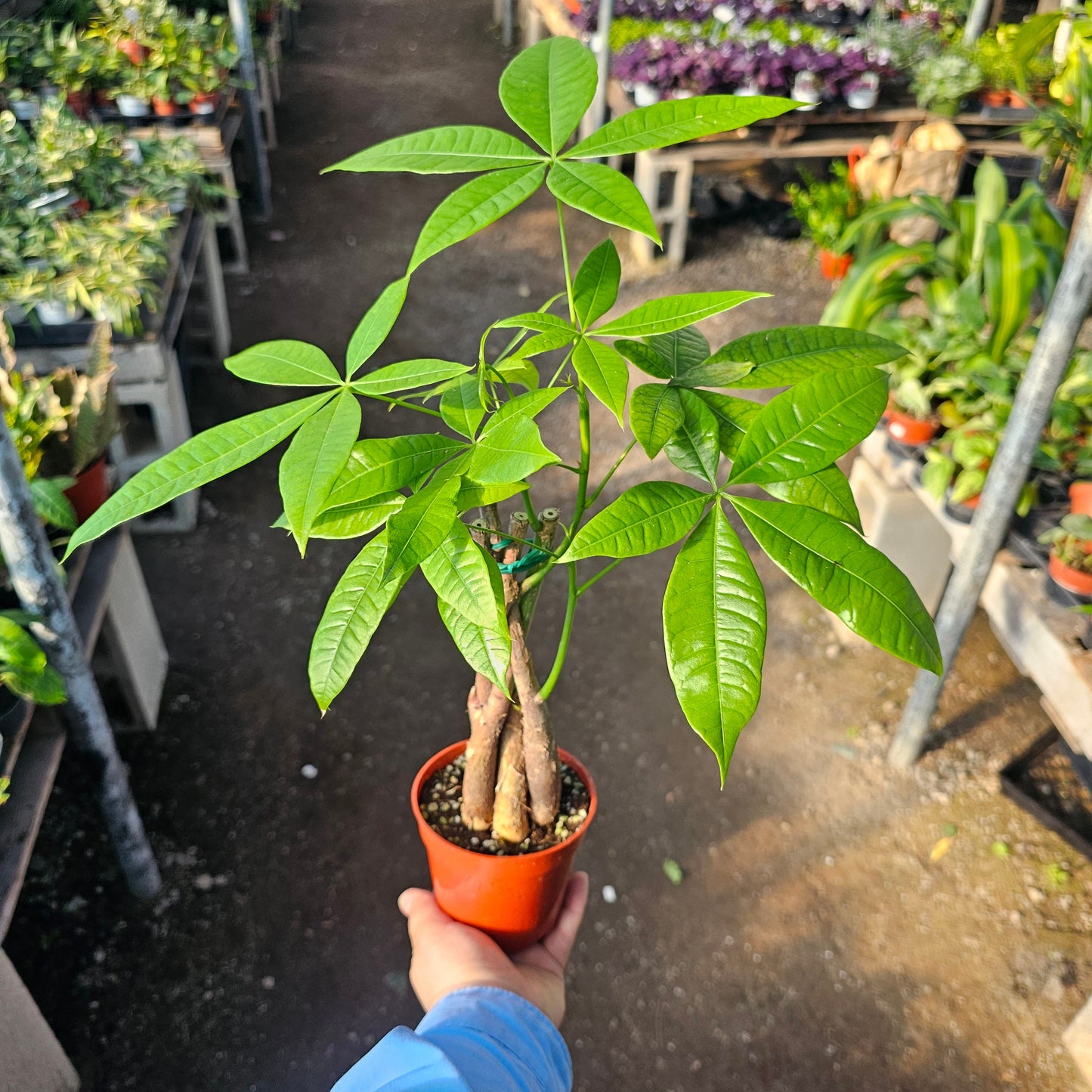 Money Tree | Pachira aquatica | 4" Pot