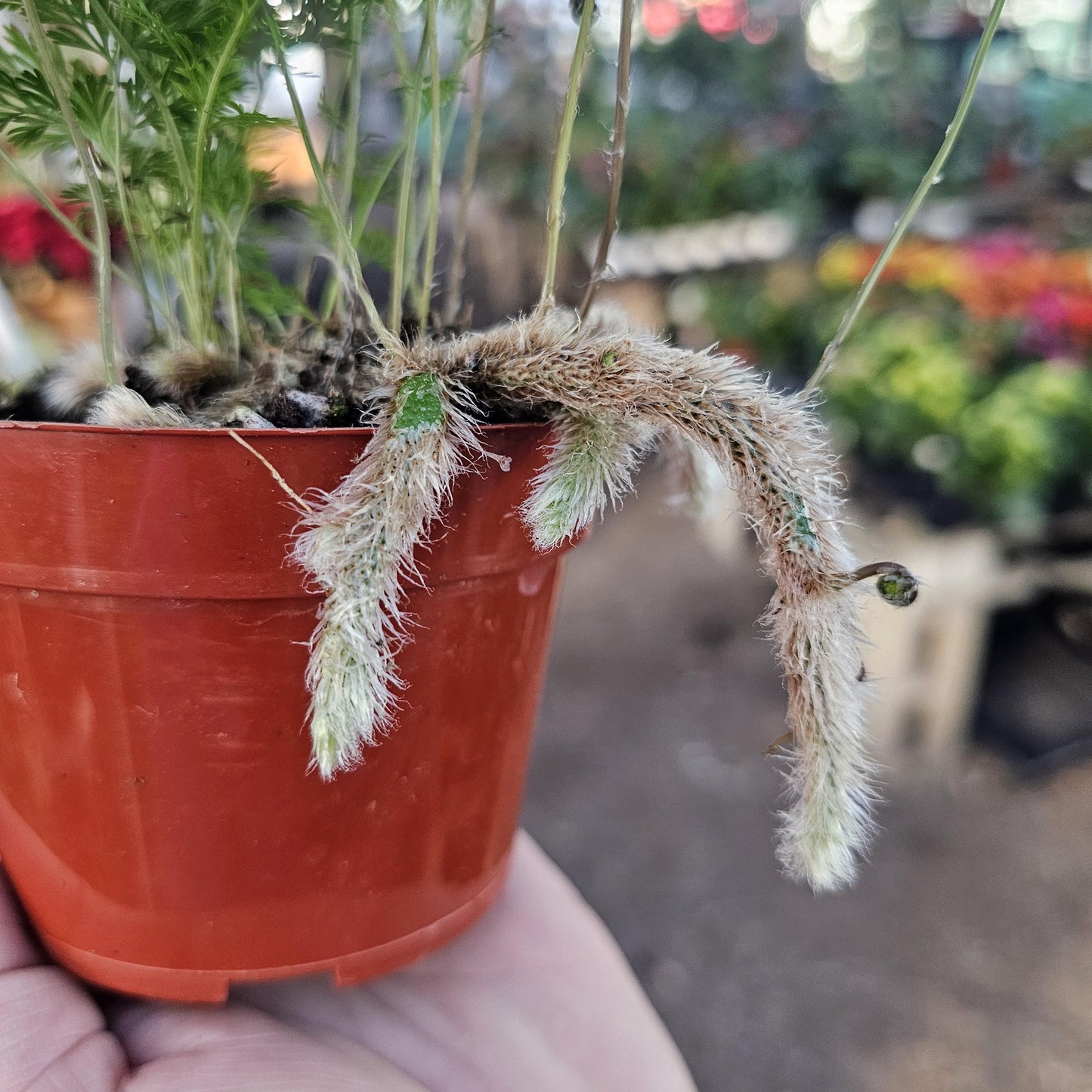 Rabbit's Foot Fern | Davallia fejeensis | 4in pot