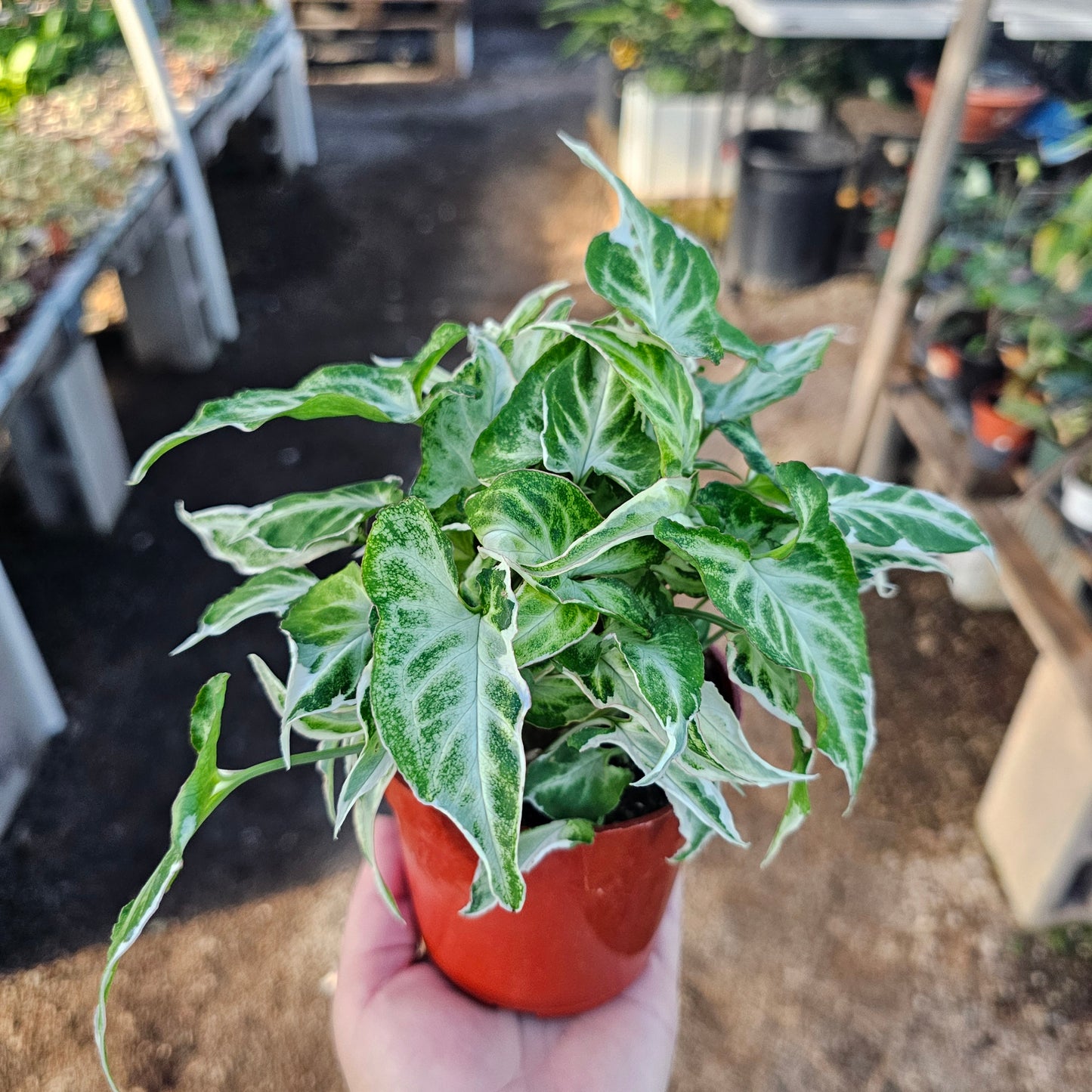 Syngonium Starlite | Rare Arrowhead Plant | Syngonium podophyllum | Live Houseplant in 4” Pot | Easy Indoor Plant