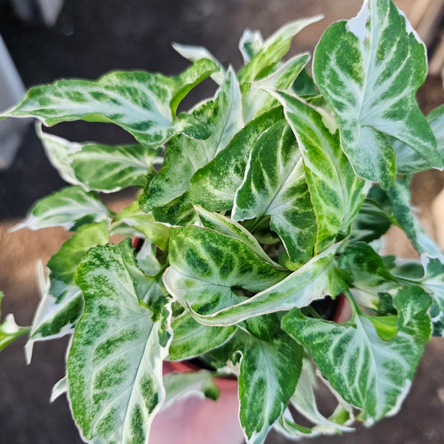 Syngonium Starlite | Rare Arrowhead Plant | Syngonium podophyllum | Live Houseplant in 4” Pot | Easy Indoor Plant