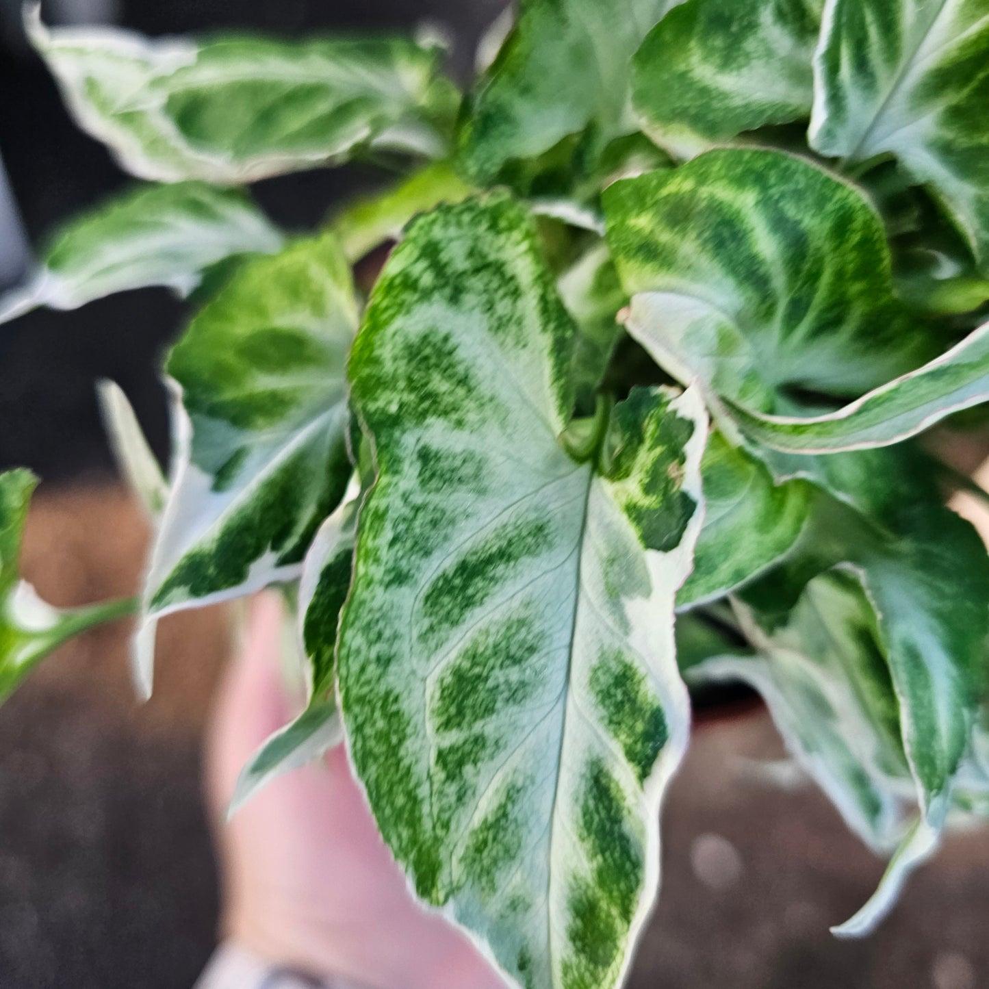 Syngonium Starlite | Rare Arrowhead Plant | Syngonium podophyllum | Live Houseplant in 4” Pot | Easy Indoor Plant