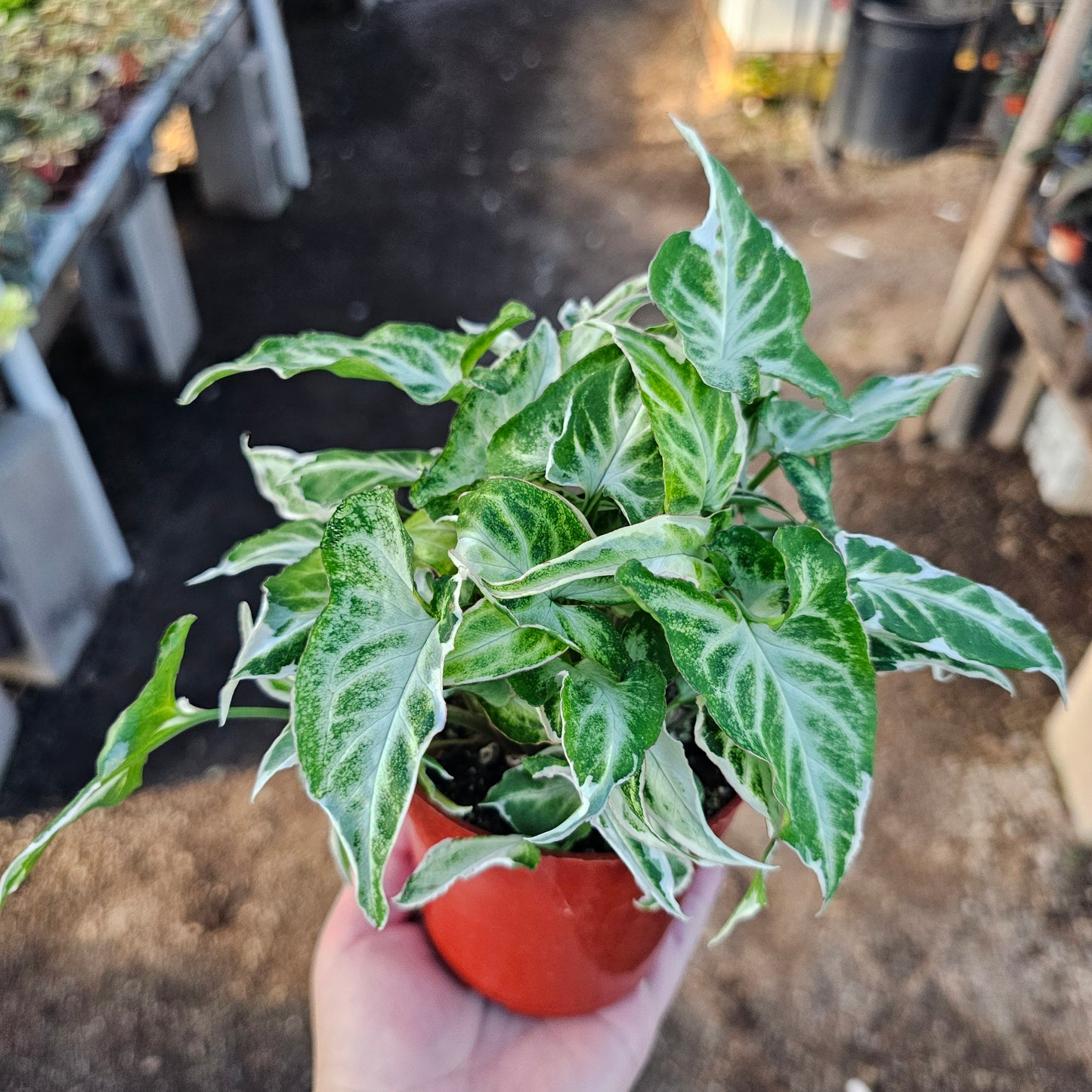 Syngonium Starlite | Rare Arrowhead Plant | Syngonium podophyllum | Live Houseplant in 4” Pot | Easy Indoor Plant