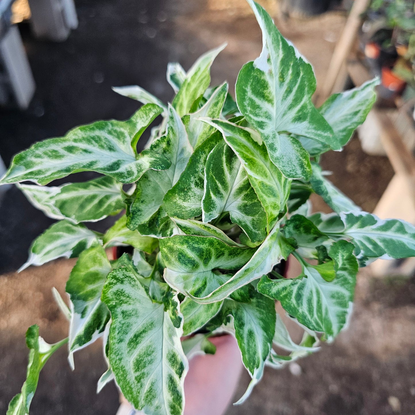 Syngonium Starlite | Rare Arrowhead Plant | Syngonium podophyllum | Live Houseplant in 4” Pot | Easy Indoor Plant