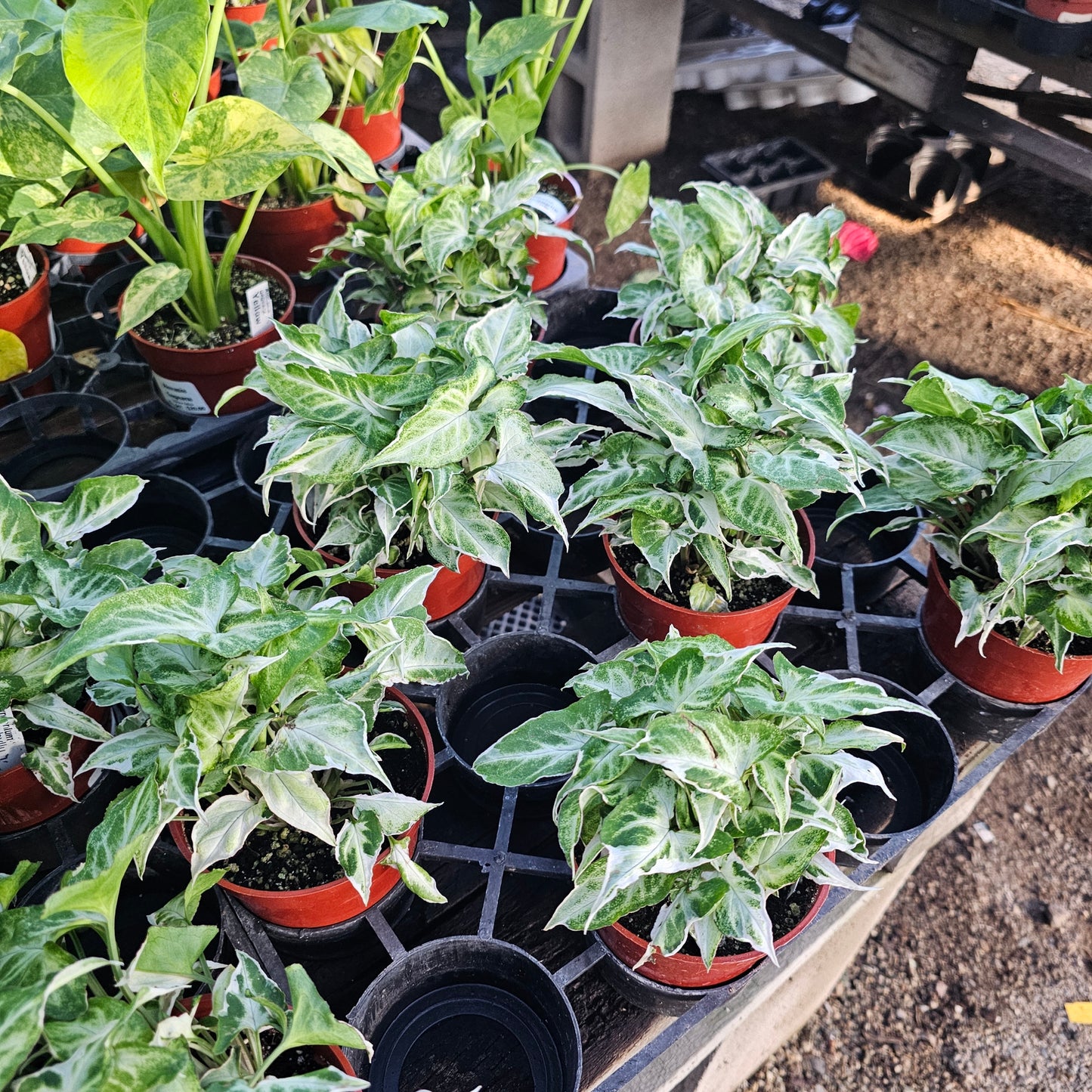 Syngonium Starlite | Rare Arrowhead Plant | Syngonium podophyllum | Live Houseplant in 4” Pot | Easy Indoor Plant