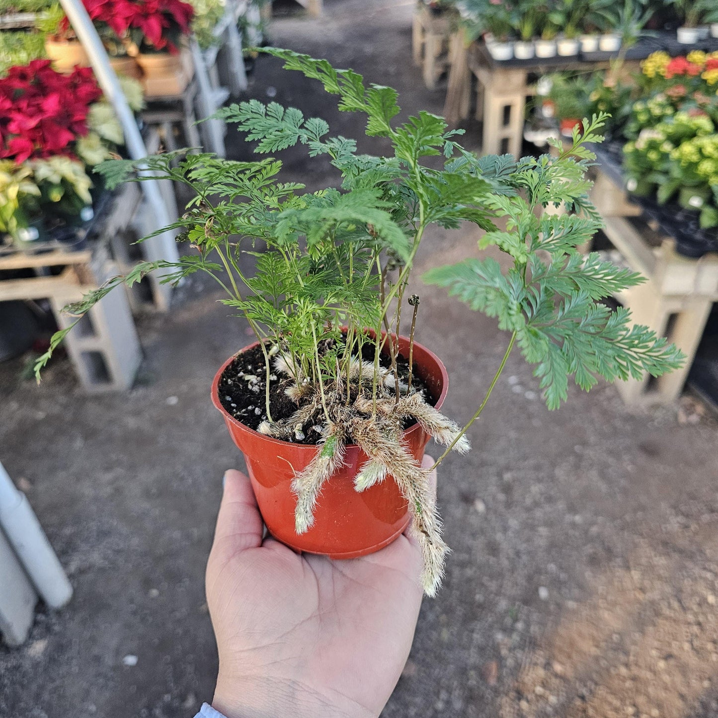 Rabbit's Foot Fern | Davallia fejeensis | 4in pot