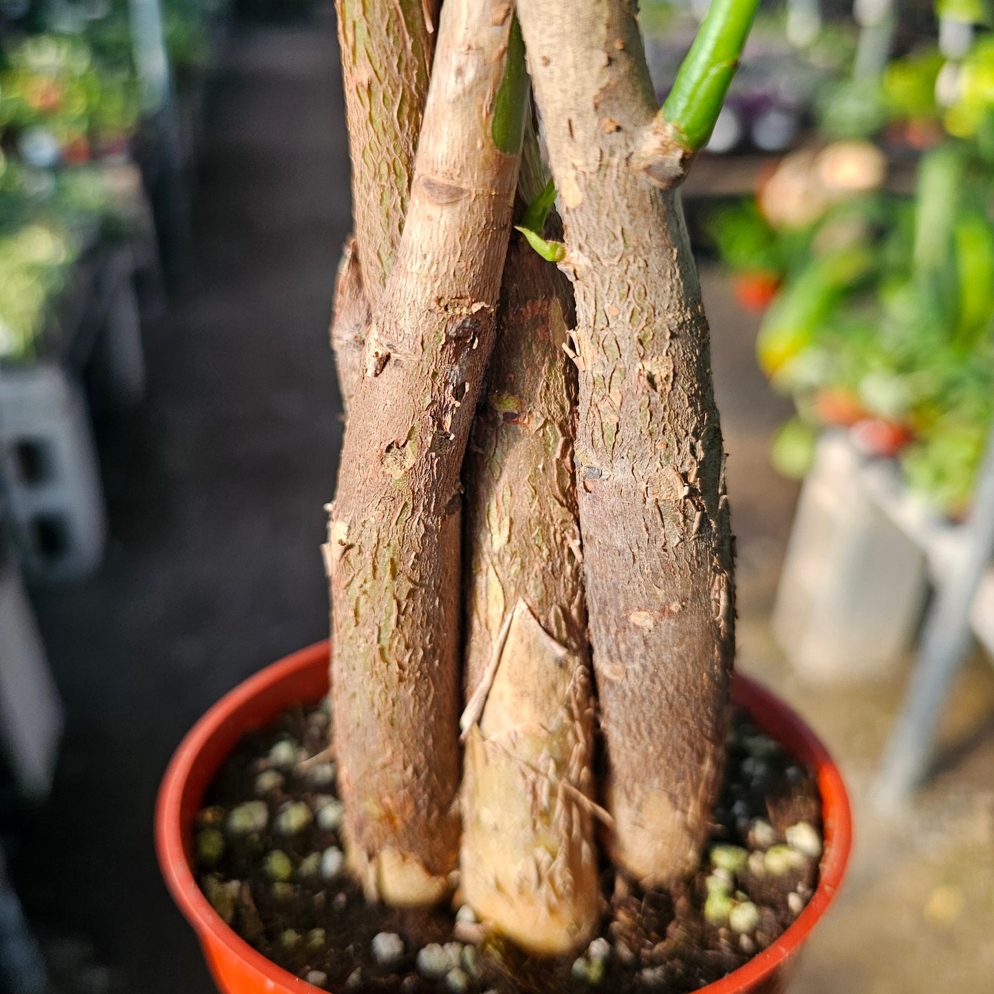 Money Tree | Pachira aquatica | 4" Pot