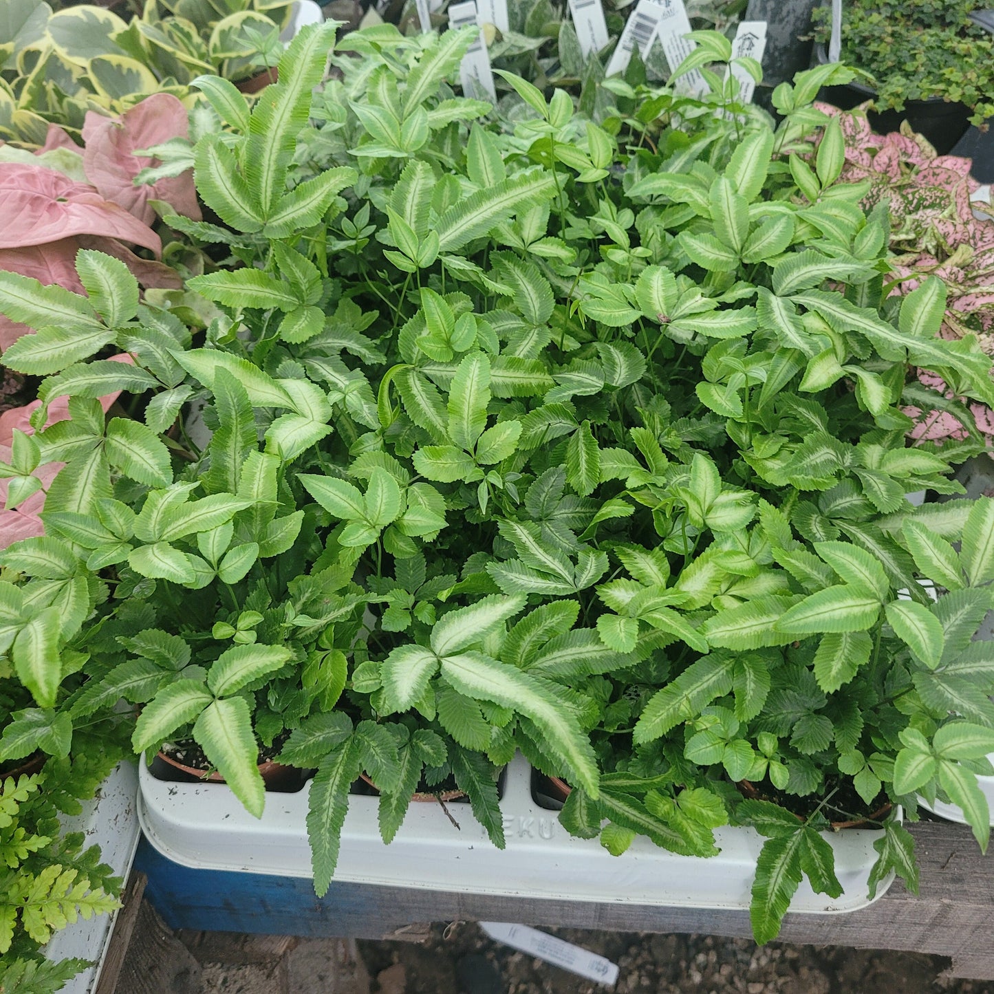 Ribbon Fern | Pteris cretica albolineata