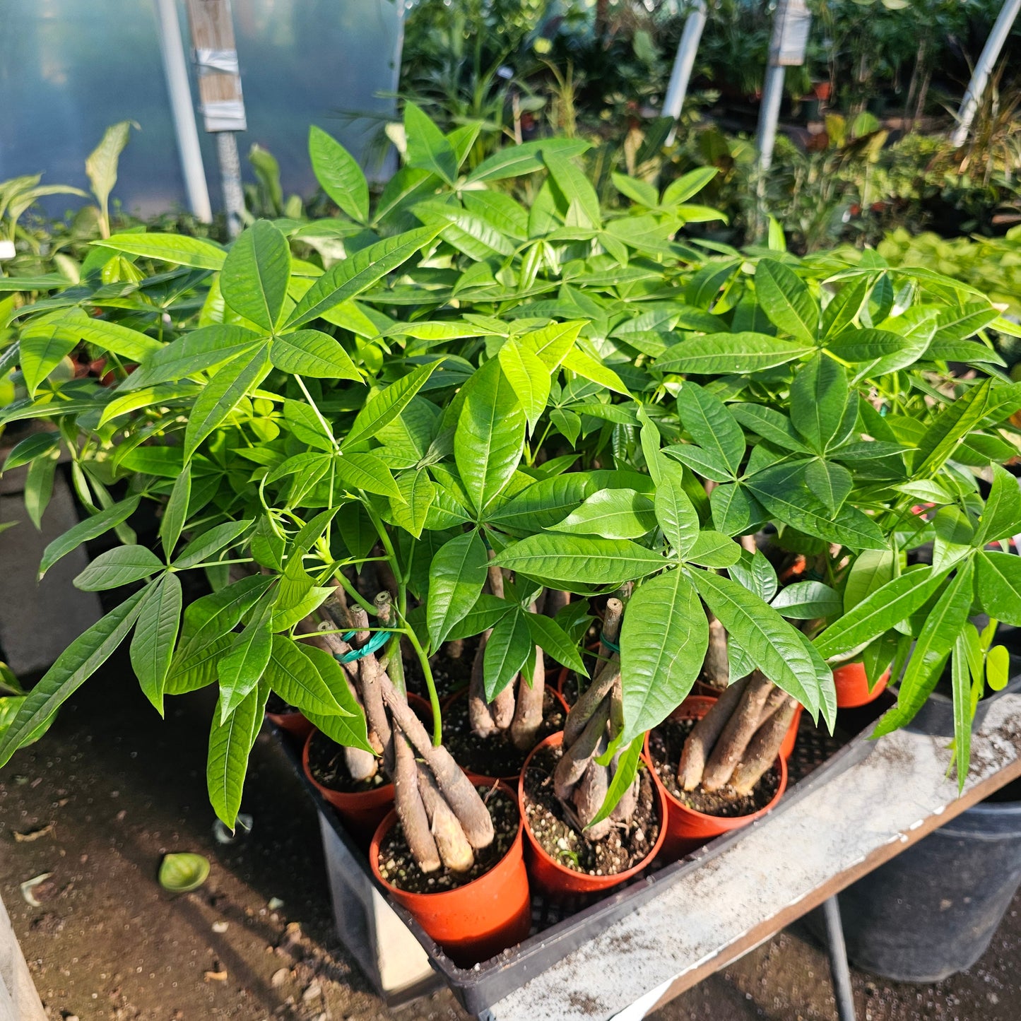 Money Tree | Pachira aquatica | 4" Pot