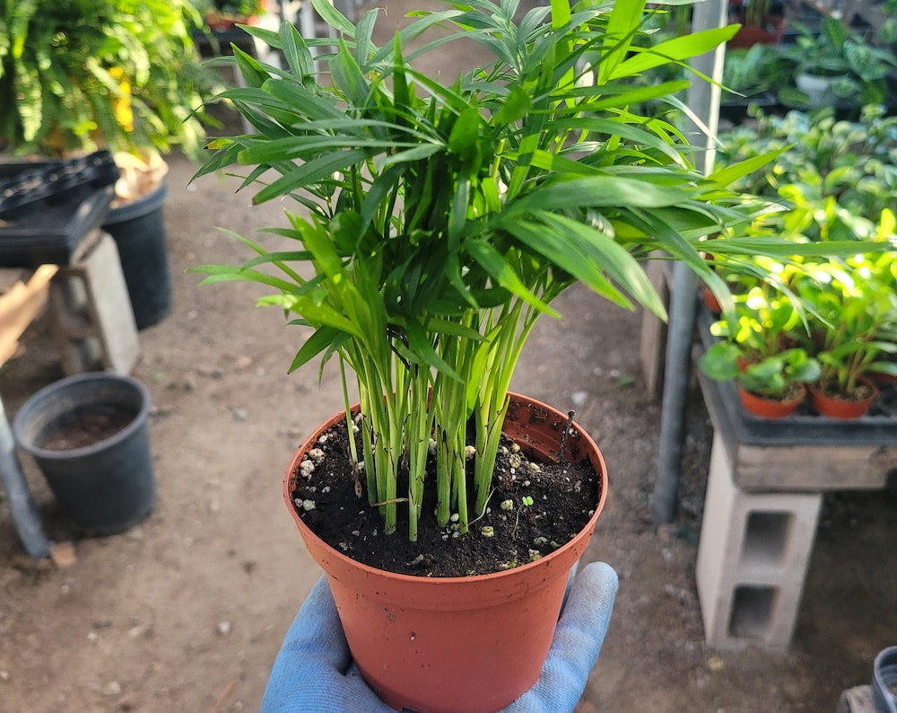 Parlor Palm | Chamaedorea elegans | 2in pot | 4in pot