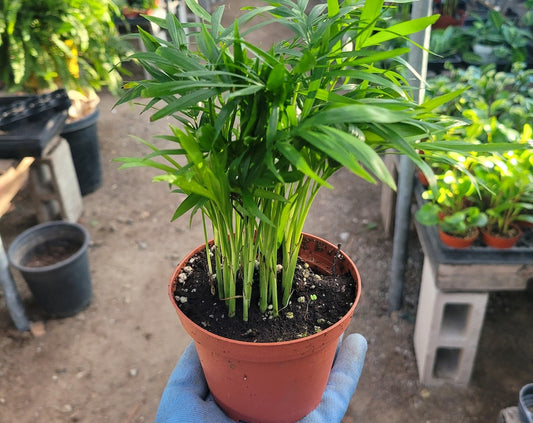 Parlor Palm | Chamaedorea elegans | 2in pot | 4in pot