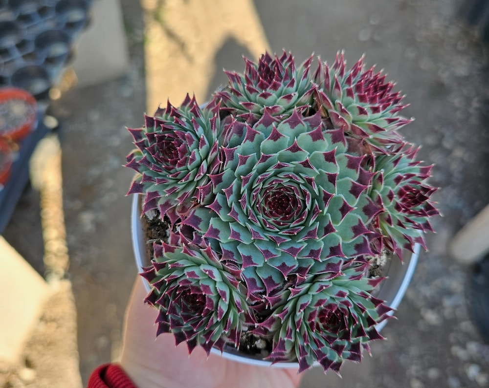 Sempervivum ‘Wilderness Glow’ – Hardy Hens and Chicks Succulent