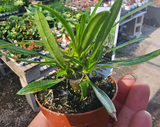 Madagascar Palm | Pachypodium lamerei