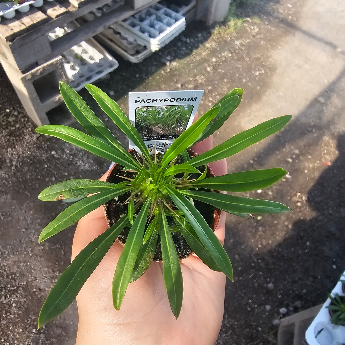 Madagascar Palm | Pachypodium lamerei