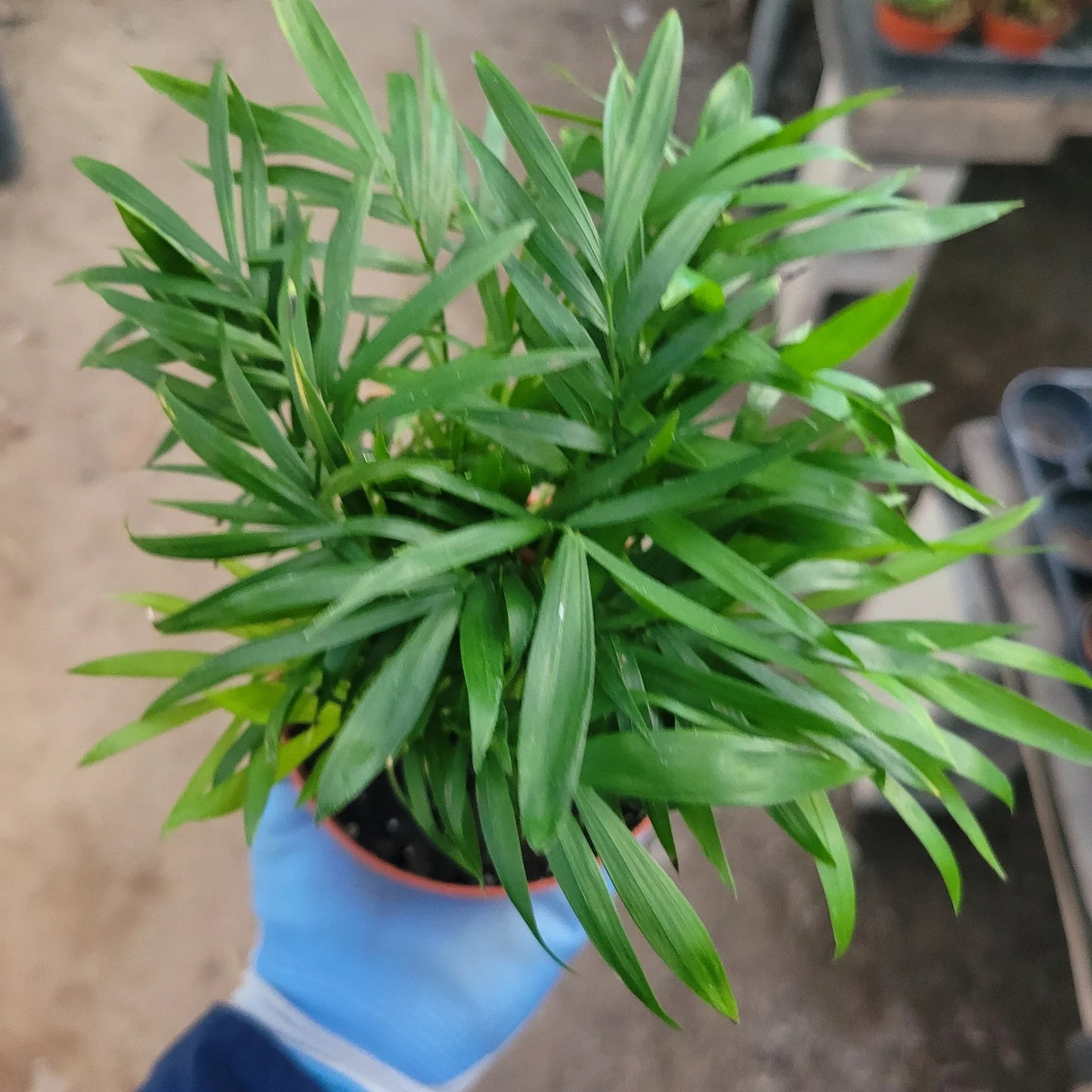 Parlor Palm | Chamaedorea elegans | 2in pot | 4in pot