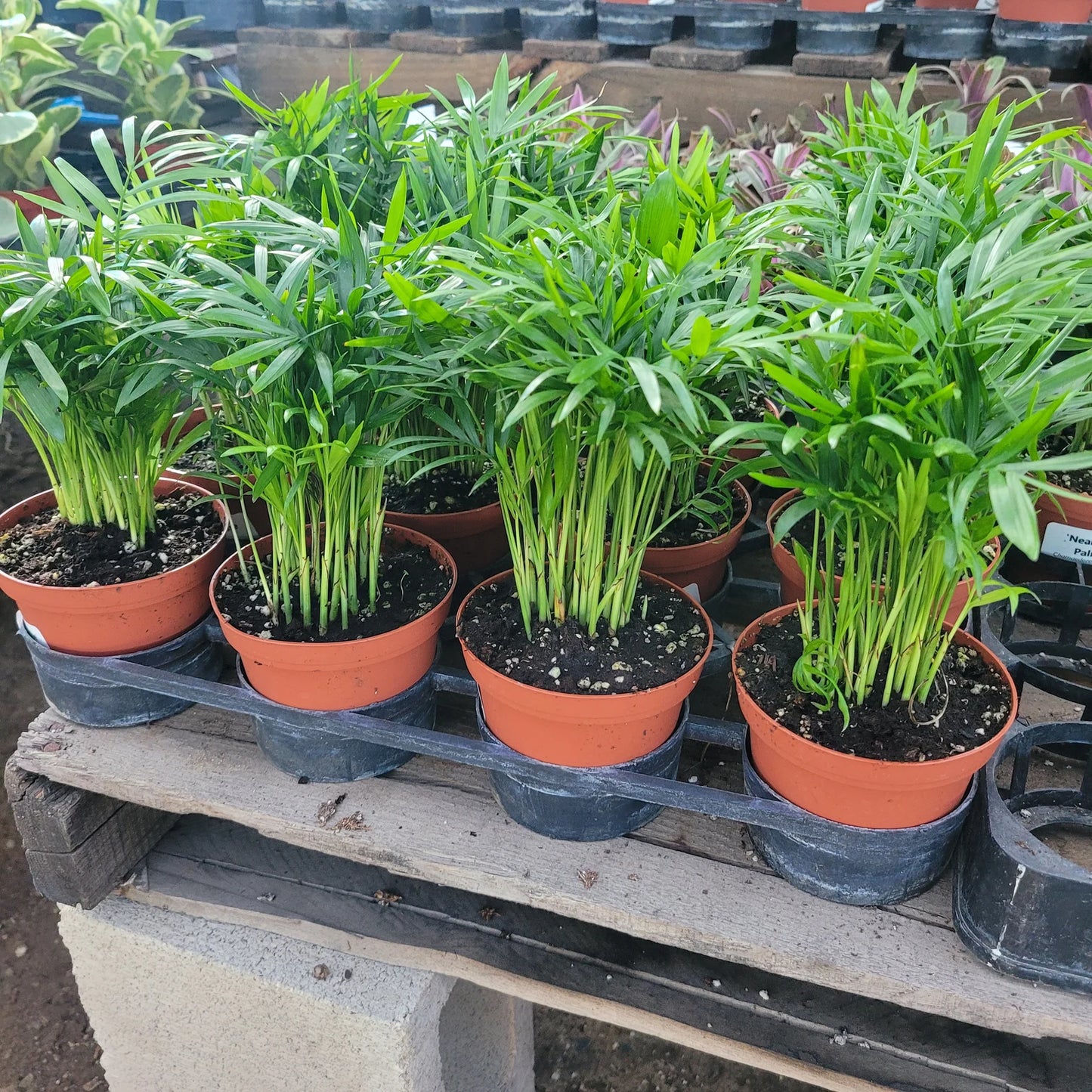 Parlor Palm | Chamaedorea elegans | 2in pot | 4in pot