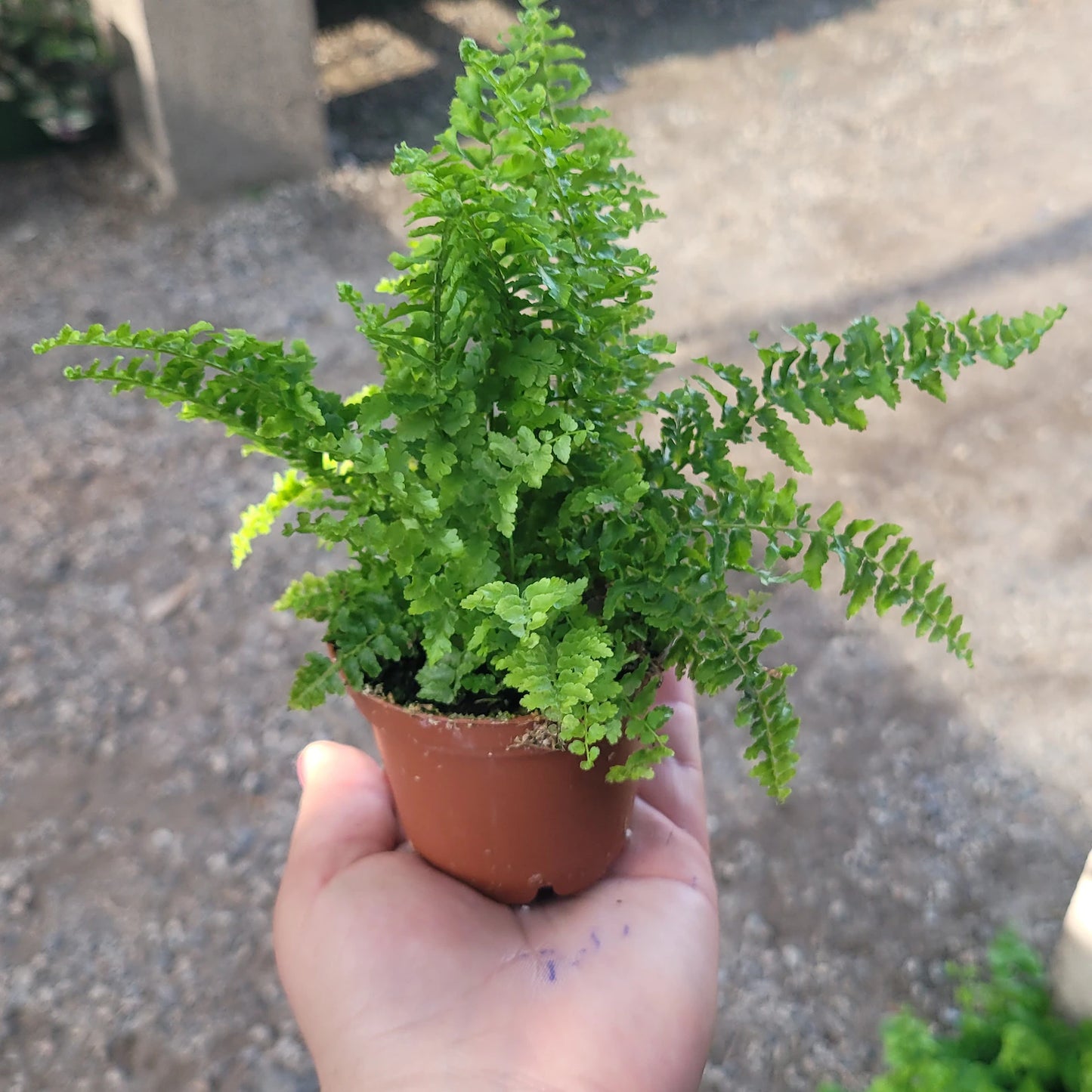 Fluffy Ruffles Fern | Nephrolepis exaltata