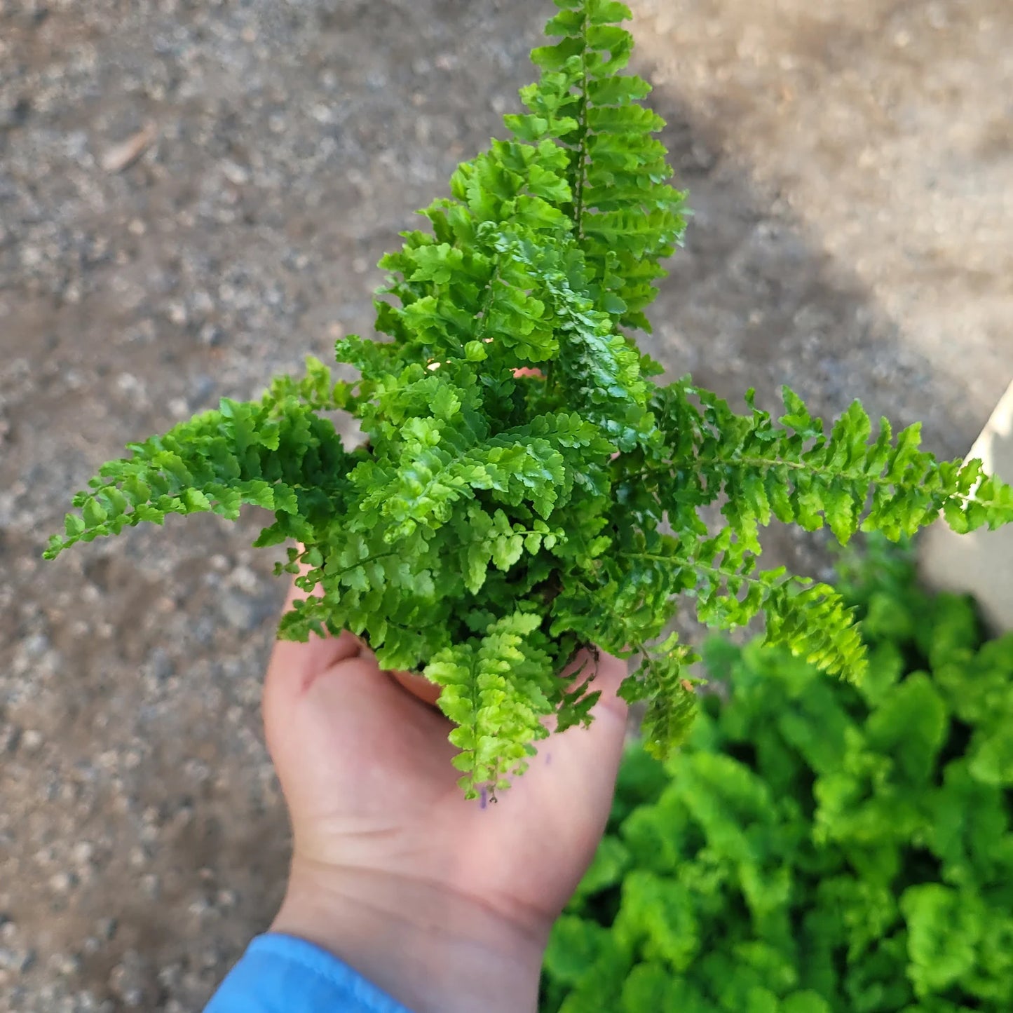 Fluffy Ruffles Fern | Nephrolepis exaltata