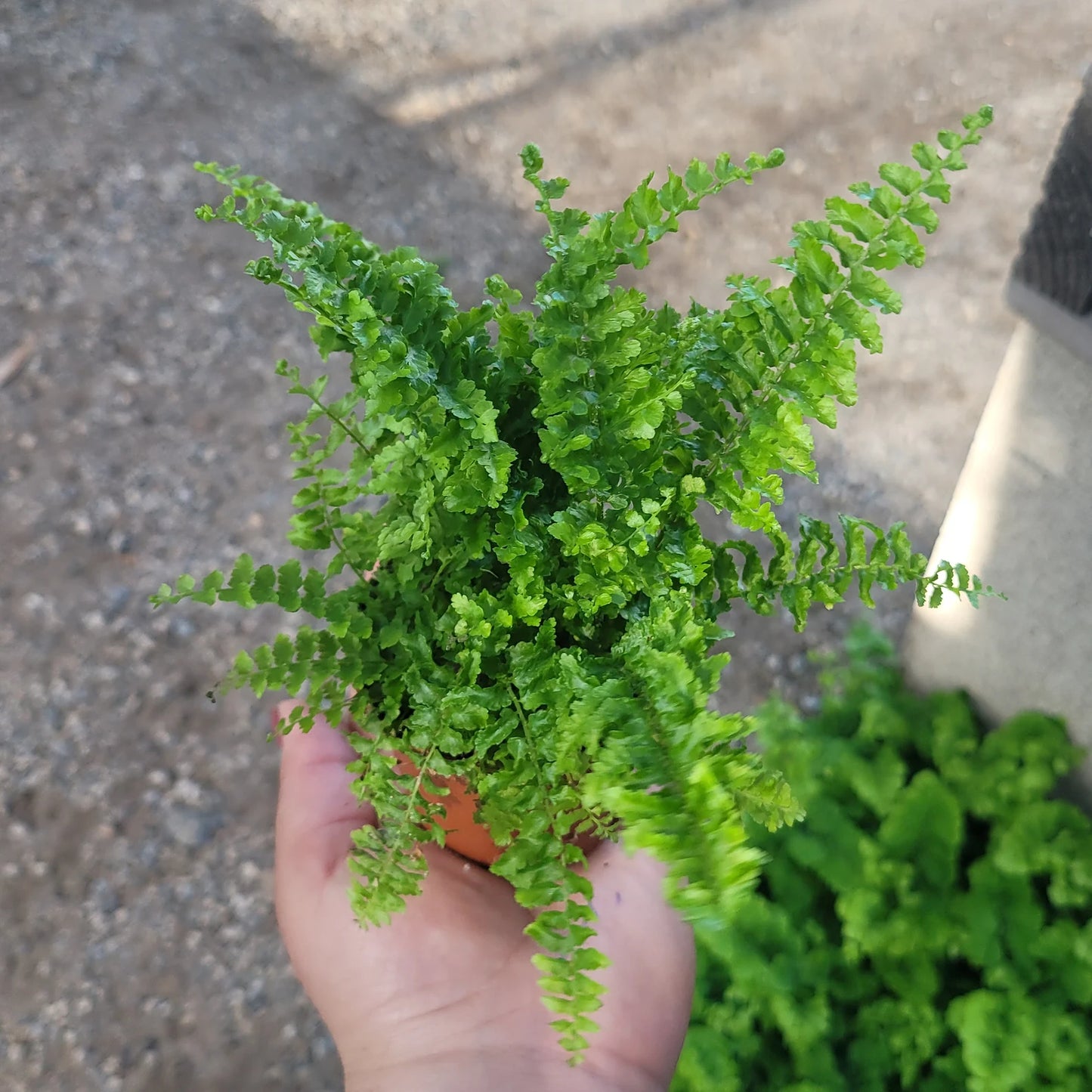 Fluffy Ruffles Fern | Nephrolepis exaltata