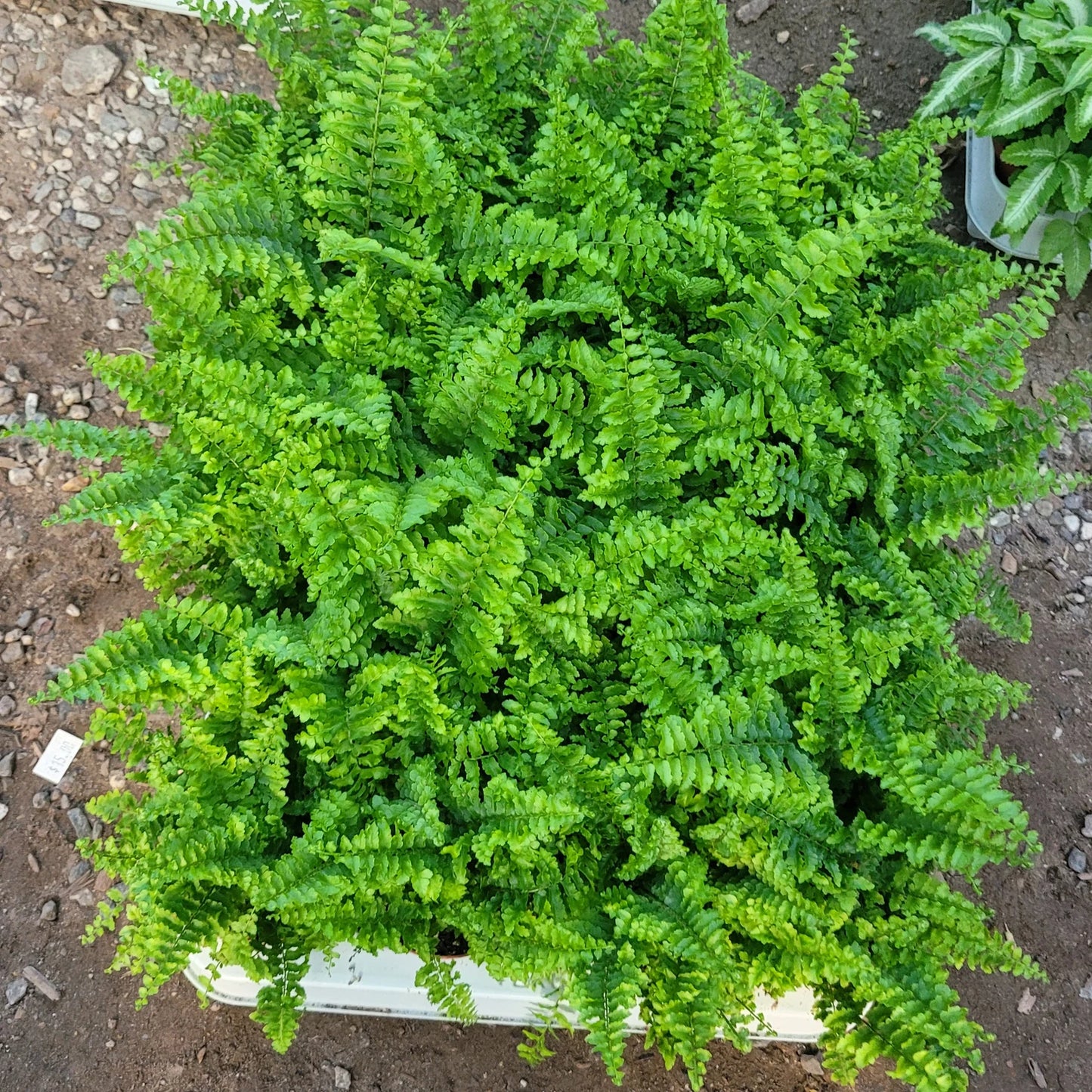 Fluffy Ruffles Fern | Nephrolepis exaltata