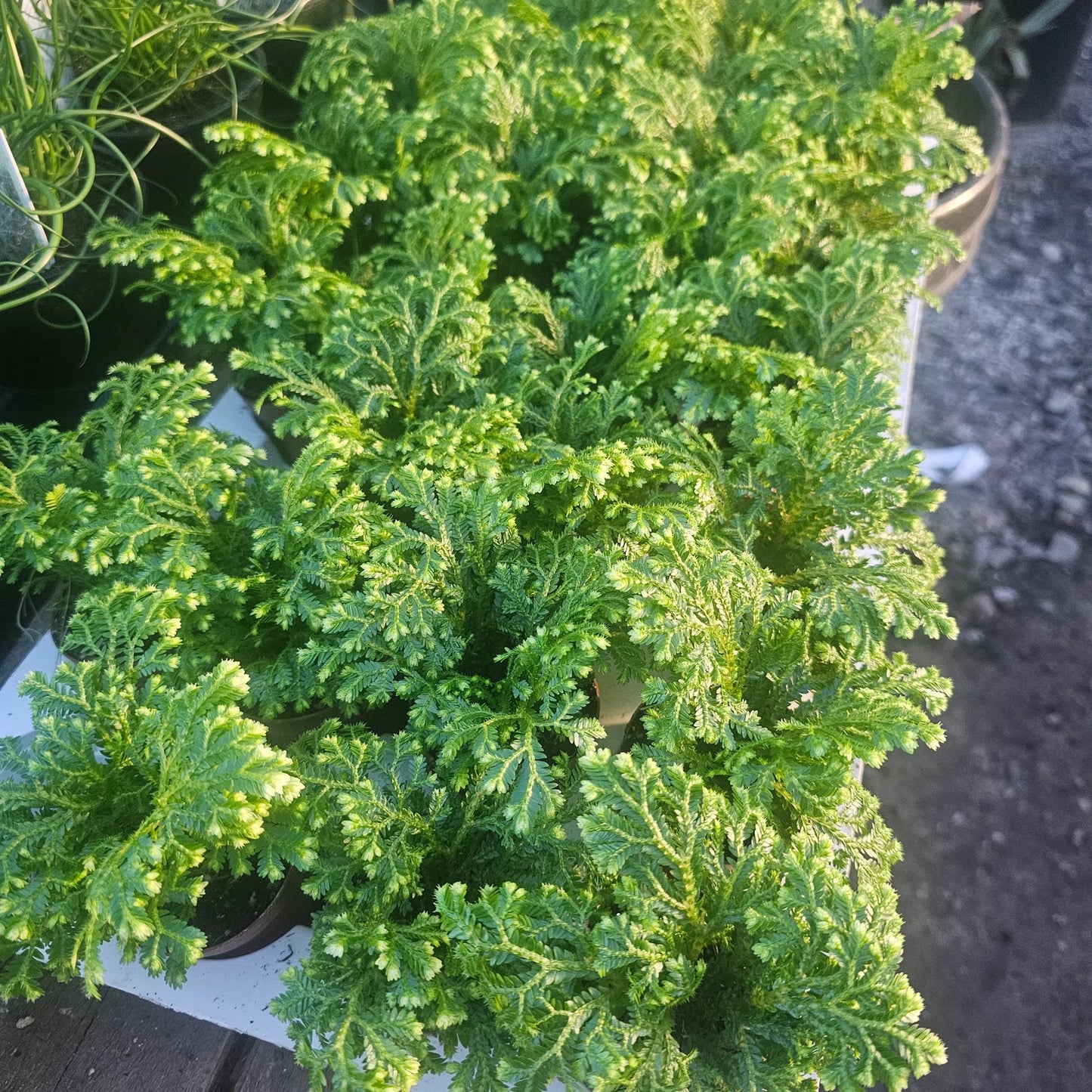 Selaginella ‘Frosty Fern’ | Snowflake Club Moss