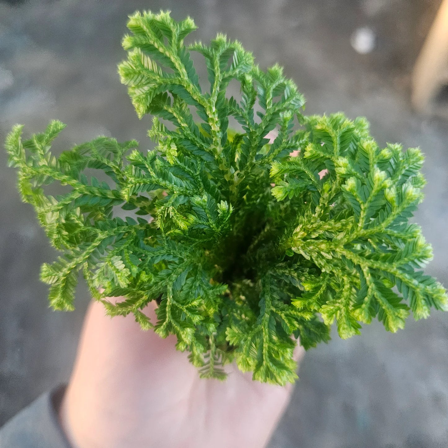 Selaginella ‘Frosty Fern’ | Snowflake Club Moss