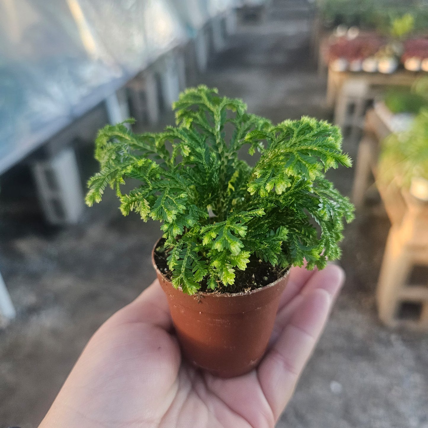 Selaginella ‘Frosty Fern’ | Snowflake Club Moss