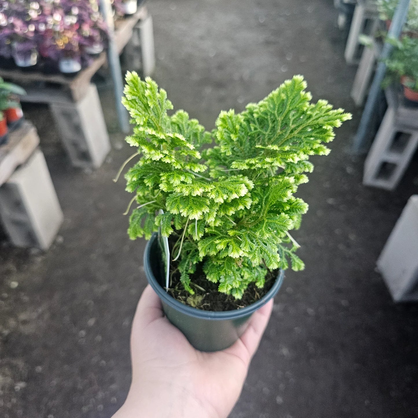 Selaginella ‘Frosty Fern’ | Snowflake Club Moss
