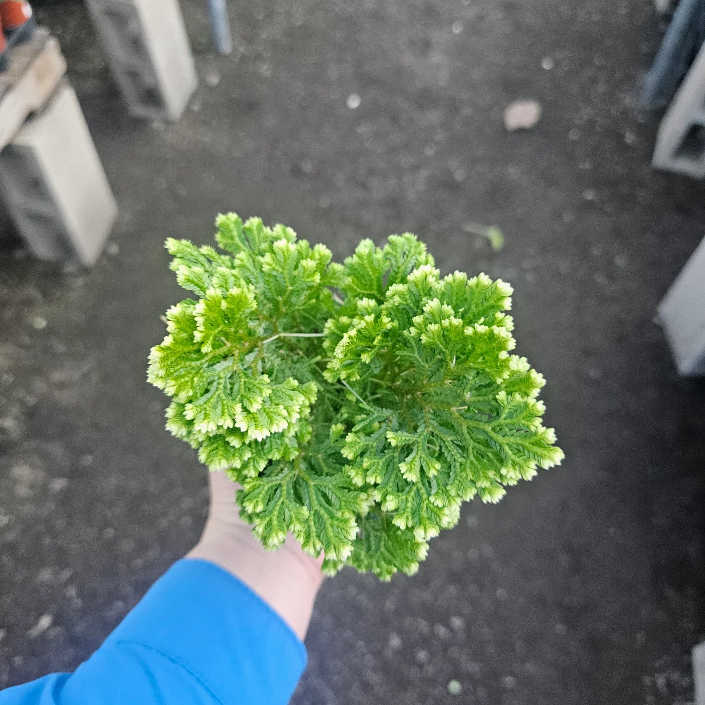Selaginella ‘Frosty Fern’ | Snowflake Club Moss