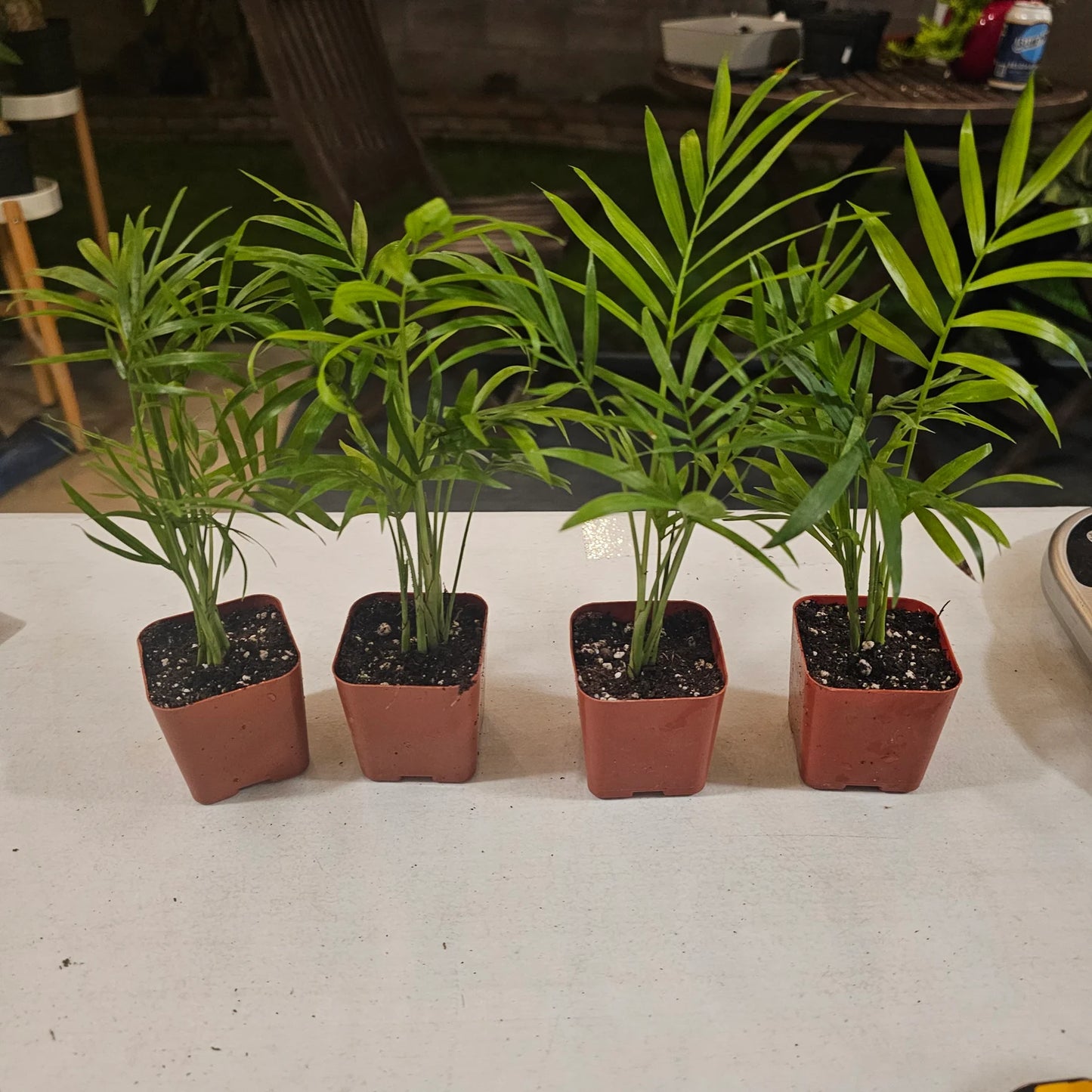 Parlor Palm | Chamaedorea elegans | 2in pot | 4in pot