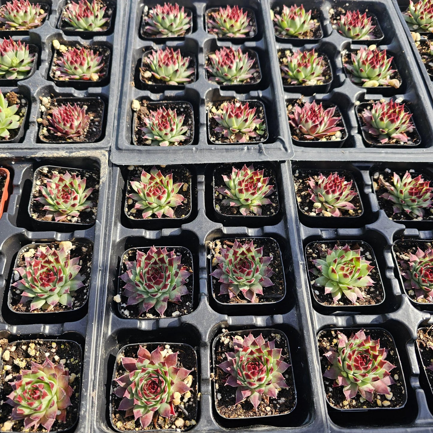 Sempervivum ‘Wilderness Glow’ – Hardy Hens and Chicks Succulent