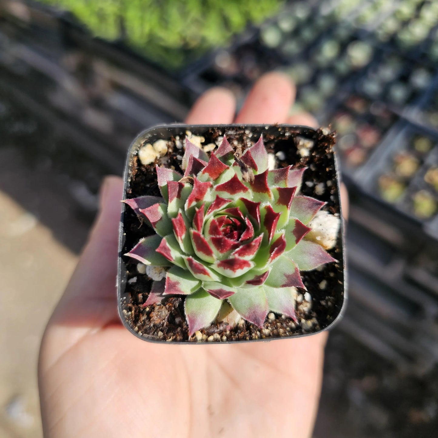 Sempervivum ‘Wilderness Glow’ – Hardy Hens and Chicks Succulent